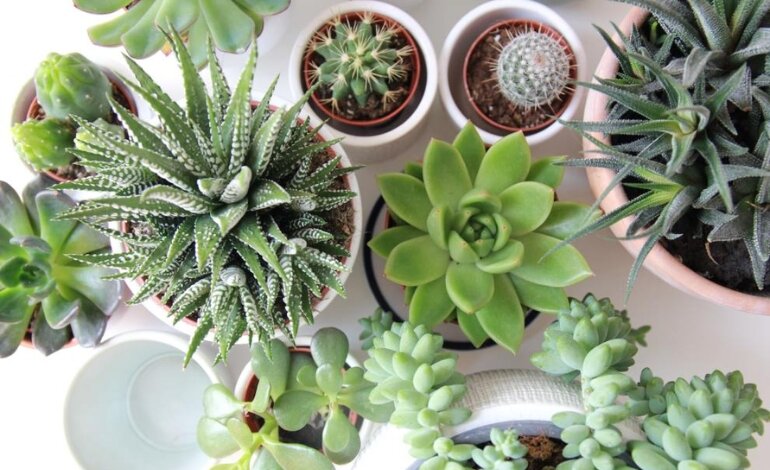 Hướng Dẫn Cách Trồng Sen Đá Chi Tiết Từ A Đến Á 2 cách trồng sen đá