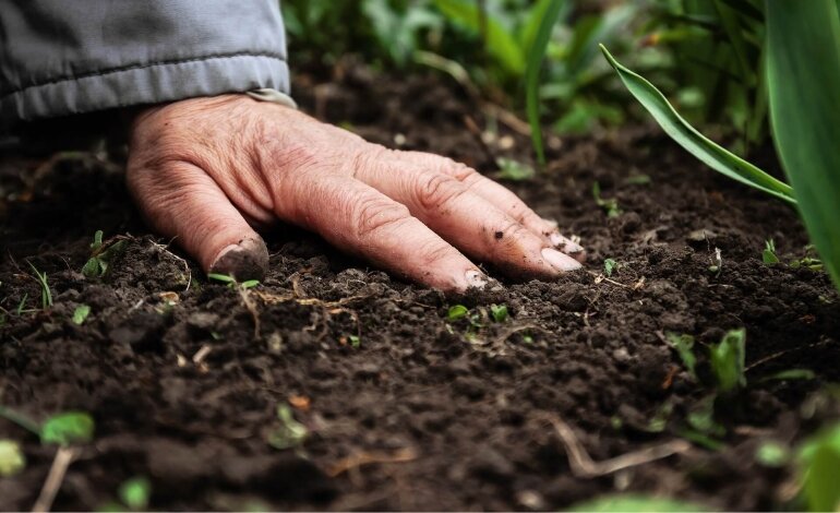 Vì Sao Nên Sử Dụng Phân Bón Hữu Cơ Sinh Học? 4 phân bón hữu cơ sinh học