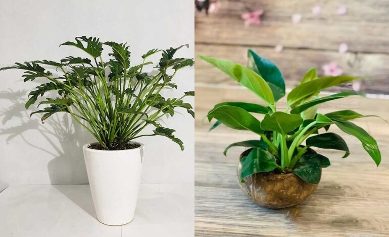 Top 10 Cây Phong Thủy Hợp Mệnh Kim Hút Tài Lộc 2 cây phong thủy hợp mệnh kim