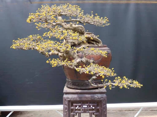 Gợi ý các thế cây cảnh đẹp, cơ bản, đầy ý nghĩa mà bạn không nên bỏ qua 2 Cây dáng huyền vừa có tính nghệ thuật cao, vừa truyền tải thông điệp ý nghĩa