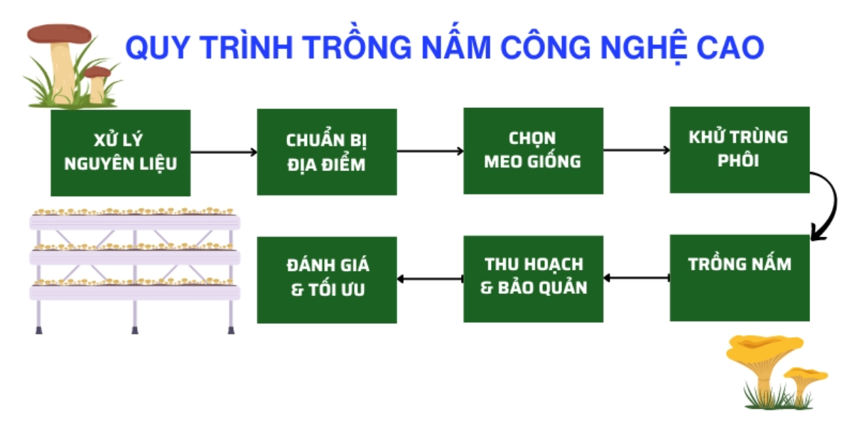 Quy trình trồng nấm rơm ứng dụng công nghệ cao
