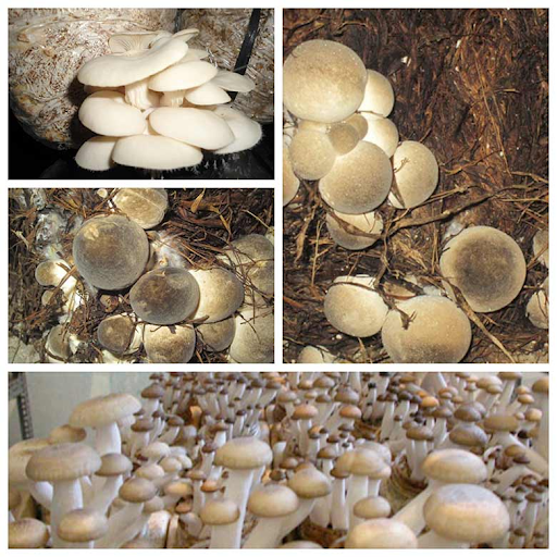 Trồng nấm công nghệ cao cần chuẩn bị những gì