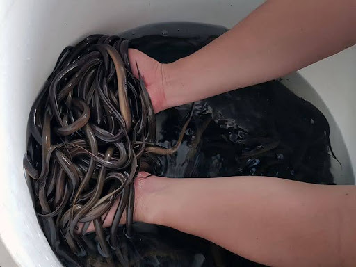 Khám phá kỹ thuật nuôi lươn trong thùng nhựa hiệu quả Khám phá kỹ thuật nuôi lươn trong thùng nhựa hiệu quả