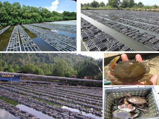 Khẩu phần ăn hợp lý đảm bảo sự phát triển ổn định của cua